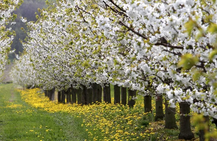 Impresión enmarcada : Arboles de cerezo en flor, Turingia