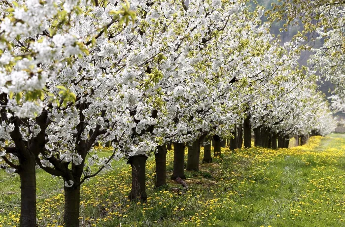 Impresión enmarcada : Árboles de cerezo en flor, Turingia.
