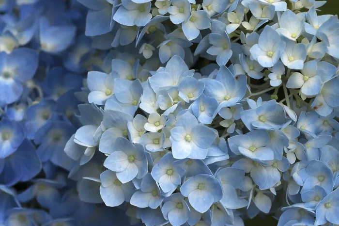 Impresión enmarcada : Hydrangea en flor (Hydrangea sp) Impresión enmarcada : Hydrangea en flor (Hydrangea sp)