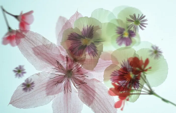 Impresión enmarcada : Blossoms