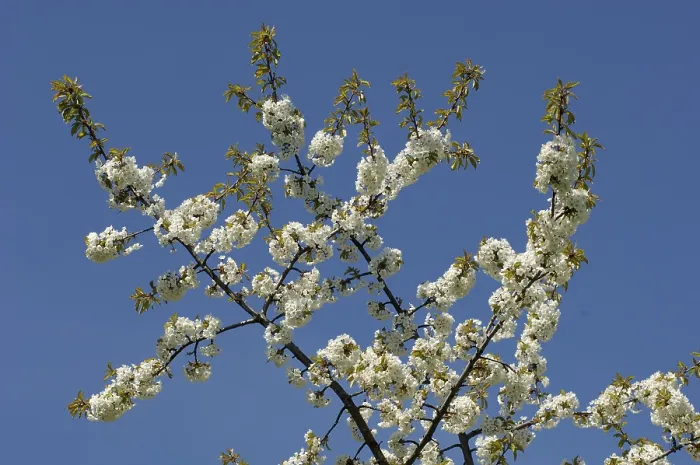 Impresión enmarcada : Las flores de un cerezo. Impresión enmarcada : Las flores de un cerezo.