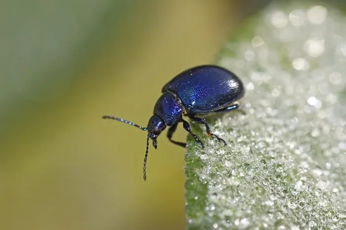 Impresión enmarcada : Hormiga de hoja de menta azul.