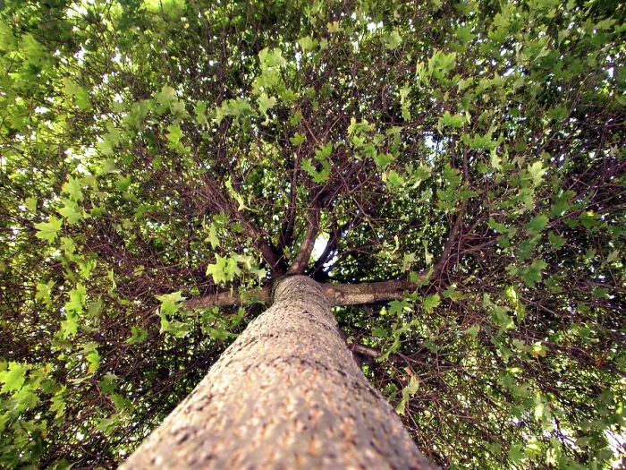 Impresión enmarcada : Arbol de hoja ancha