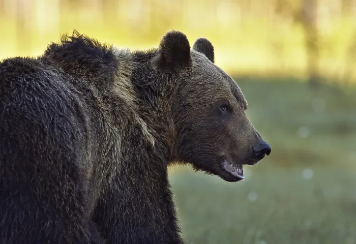 Impresión enmarcada : Un oso pardo. Impresión enmarcada : Un oso pardo.