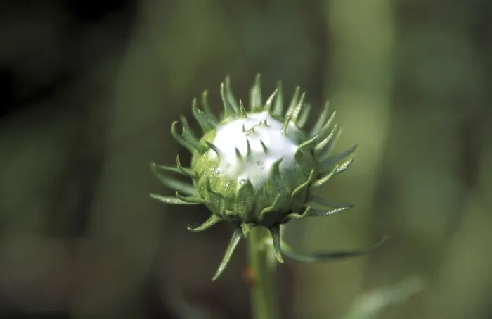 Impresión enmarcada : Bud
