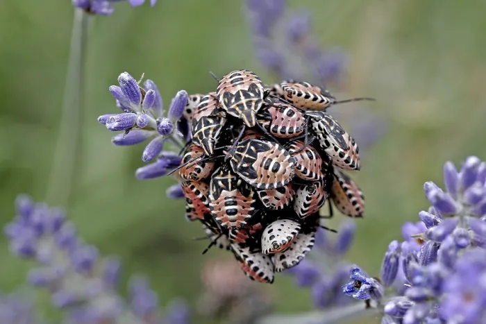 Impresión enmarcada : Larvas de insecto. Impresión enmarcada : Larvas de insecto.