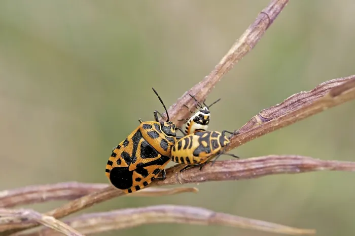 Impresión enmarcada : Larvas de insecto.