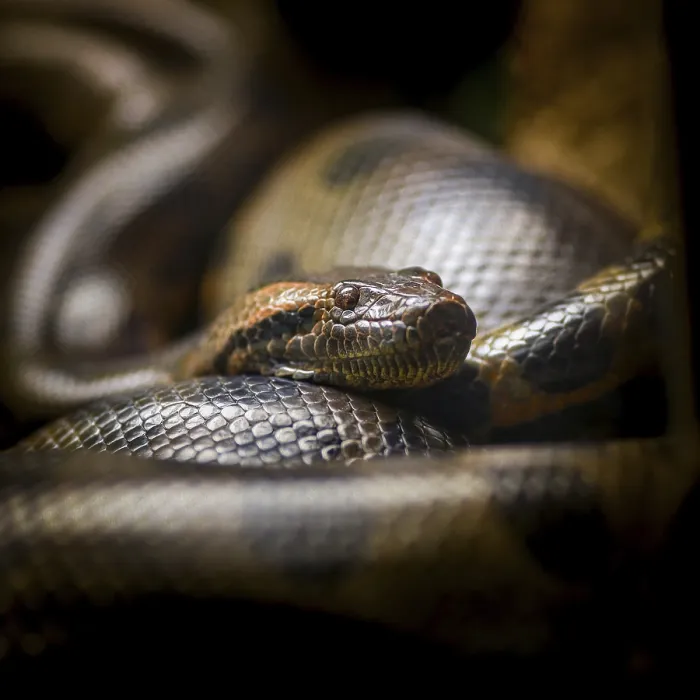 Impresión enmarcada : Pitón de Birmania, python bivittatus.
