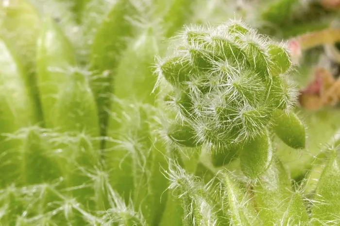 Impresión enmarcada : Cactus. detalle.