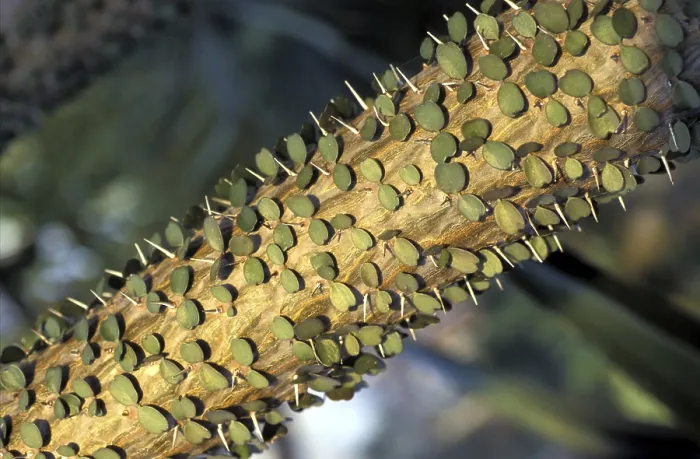 Impresión enmarcada : Cactus con hojas.