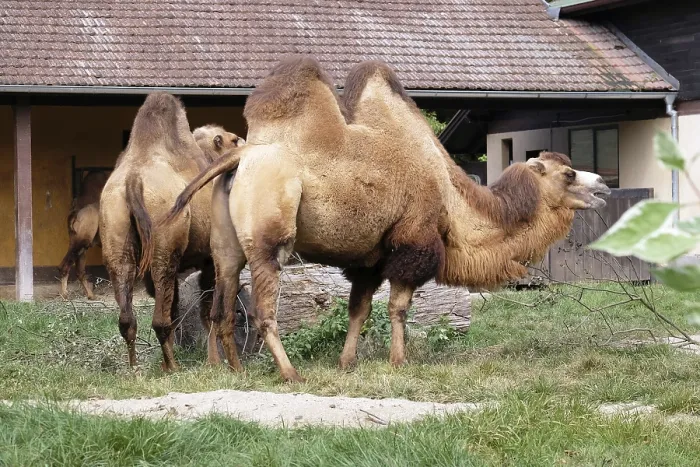 Impresión enmarcada : Camel Impresión enmarcada : Camel