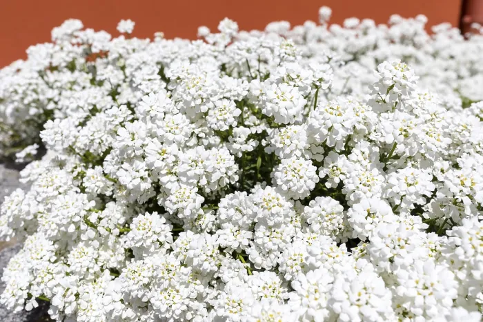 Impresión enmarcada : Candytuft (Iberis), flor blanca. Impresión enmarcada : Candytuft (Iberis), flor blanca.