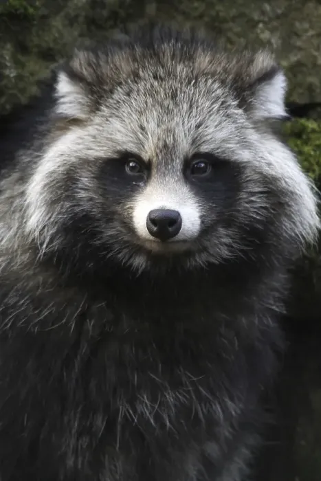 Impresión enmarcada : Tanuki