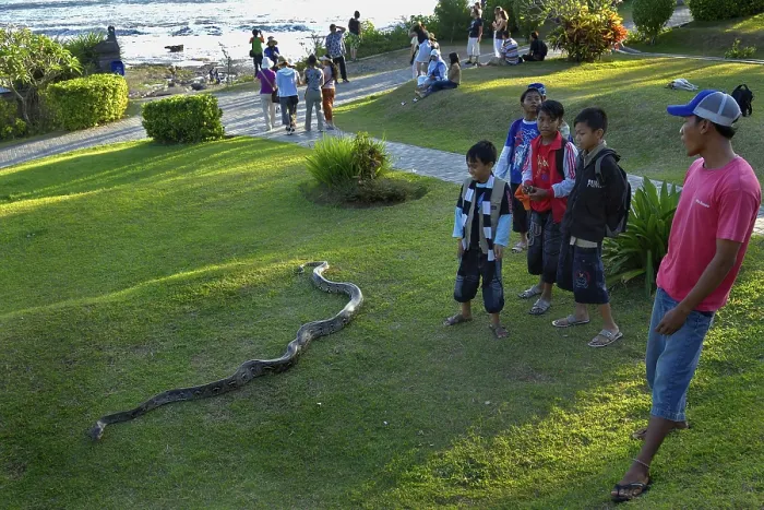 Impresión enmarcada : 'Python (Pythoninae) en el Templo de Tana Lot'. Impresión enmarcada : 'Python (Pythoninae) en el Templo de Tana Lot'.