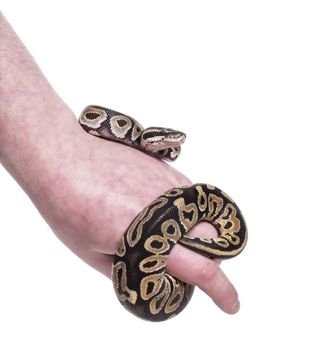 Impresión enmarcada : 'Python regius, contra fondo blanco'. Impresión enmarcada : 'Python regius, contra fondo blanco'.