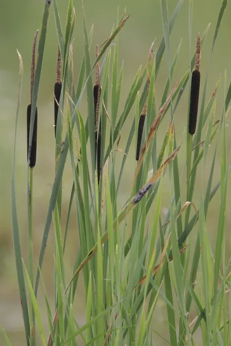 Impresión enmarcada : Cattail, Typha latifolia