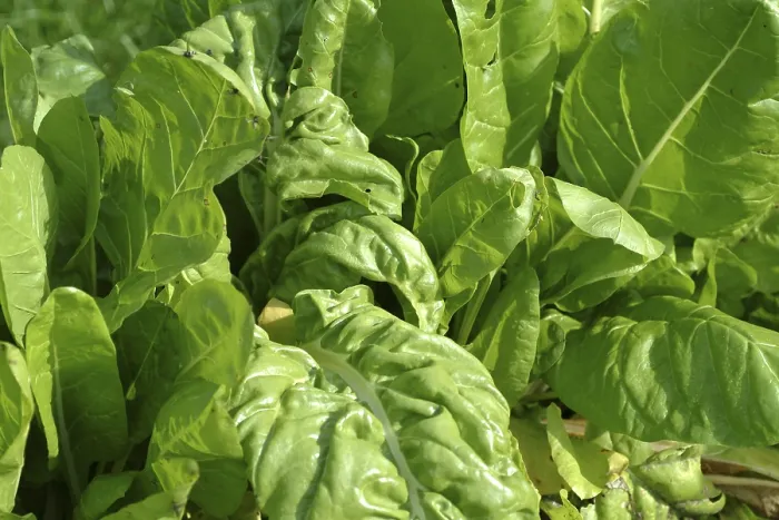 Impresión enmarcada : Chard Impresión enmarcada : Chard