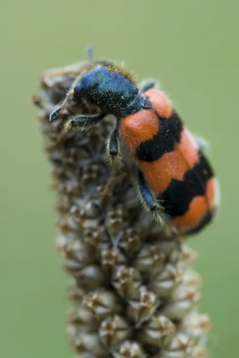 Impresión enmarcada : Abeja de la abeja con cuadros (Trichodes apiarius)
