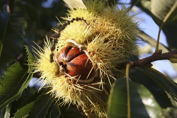 Impresión enmarcada : Chestnut Impresión enmarcada : Chestnut