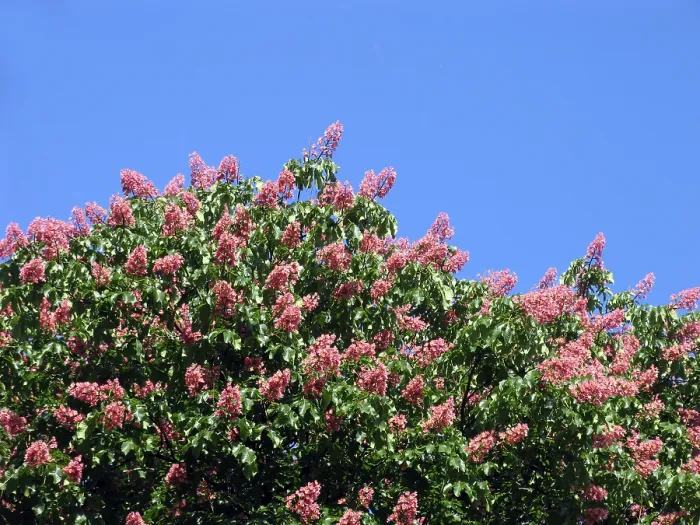Impresión enmarcada : Castaño.. Un árbol de castaño maduro, con hojas verdes y frutos marrones