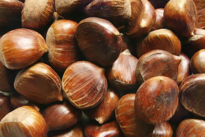 Impresión enmarcada : Chestnuts