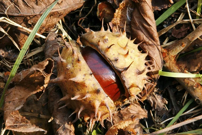 Impresión enmarcada : Chestnuts Impresión enmarcada : Chestnuts