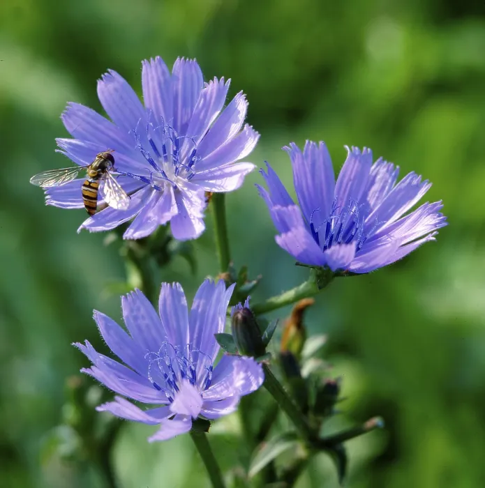 Impresión enmarcada : Chicory Impresión enmarcada : Chicory