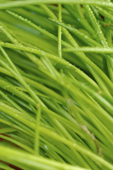 Impresión enmarcada : Chives