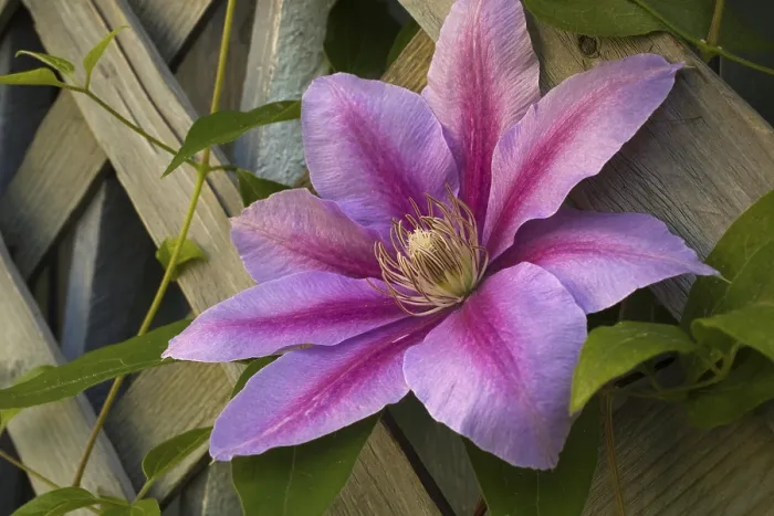 Impresión enmarcada : Clematis