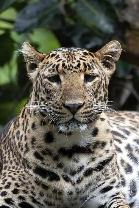 Impresión enmarcada : Foto de cerca de un leopardo java desde un lugar oscuro. Impresión enmarcada : Foto de cerca de un leopardo java desde un lugar oscuro.