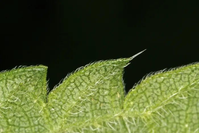 Impresión enmarcada : Corte de un hoja.