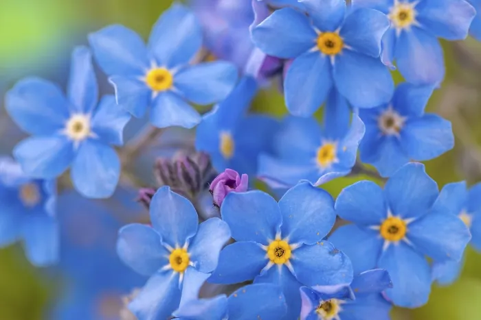 Impresión enmarcada : Vista de cerca de Myosotis sylvatica. Impresión enmarcada : Vista de cerca de Myosotis sylvatica.