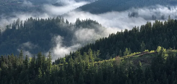 Impresión enmarcada : Nubes en el Bosque de Turingia. Impresión enmarcada : Nubes en el Bosque de Turingia.