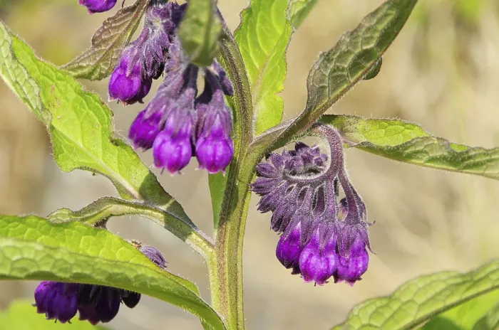 Impresión enmarcada : Comfrey, comfrey 14 Impresión enmarcada : Comfrey, comfrey 14