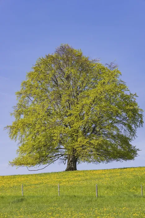 Impresión enmarcada : Fagus sylvatica en primavera. Impresión enmarcada : Fagus sylvatica en primavera.