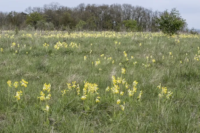 Impresión enmarcada : Cowslip común (Primula veris), Turingia, Alemania. Impresión enmarcada : Cowslip común (Primula veris), Turingia, Alemania.