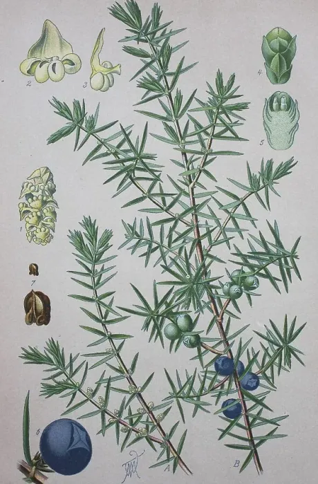 Impresión enmarcada : Junípero común (Juniperus communis) Impresión enmarcada : Junípero común (Juniperus communis)