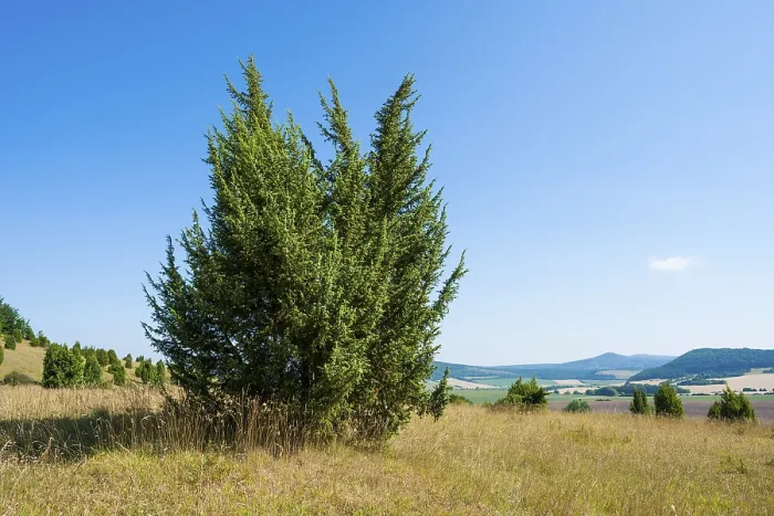 Impresión enmarcada : Junípero común (Juniperus communis)