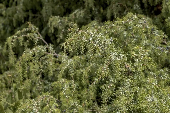 Impresión enmarcada : Junípero común (Juniperus communis) Impresión enmarcada : Junípero común (Juniperus communis)