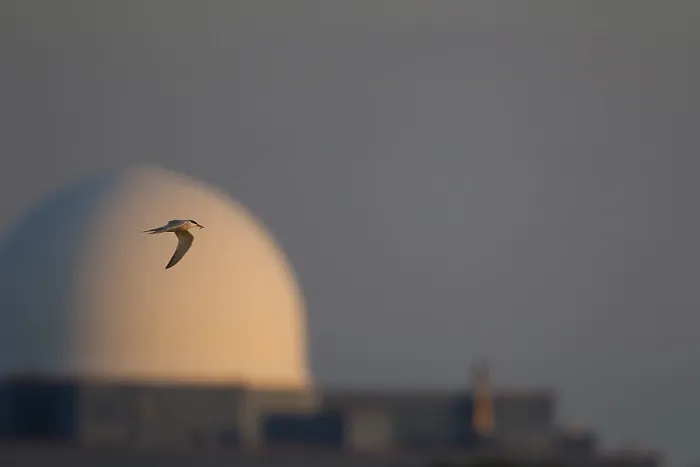 Impresión enmarcada : Gaviota común (Sterna hirundo). Impresión enmarcada : Gaviota común (Sterna hirundo).