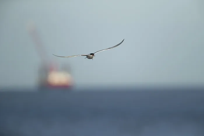 Impresión enmarcada : Gaviota común (Sterna hirundo).