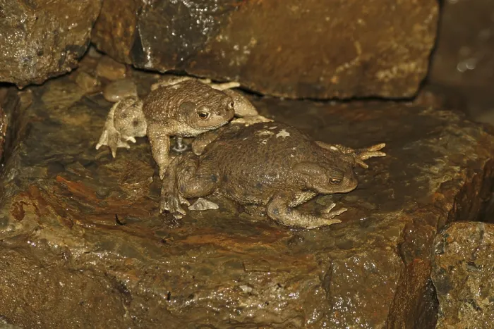 Impresión enmarcada : Rana común, Bufo bufo. Impresión enmarcada : Rana común, Bufo bufo.