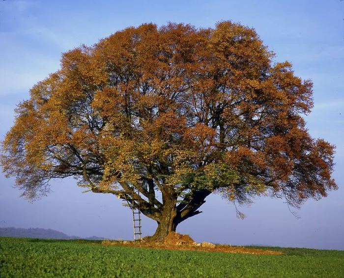 Impresión enmarcada : Fotografía de un roble de cobre.