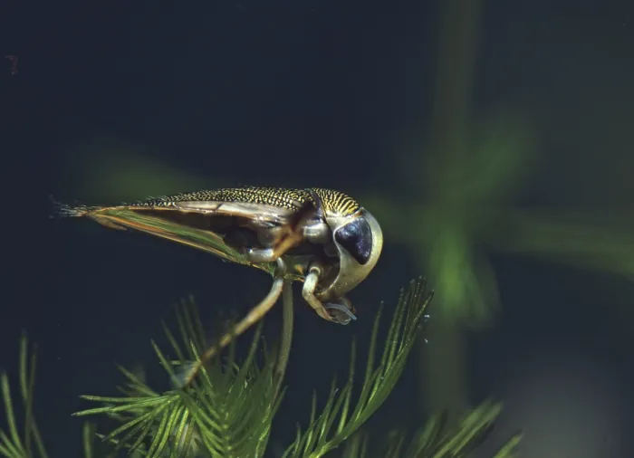 Impresión enmarcada : Corixidae spec. insecto de remo spec