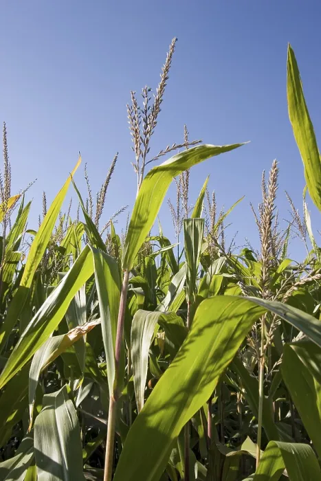 Impresión enmarcada : Corn Impresión enmarcada : Corn