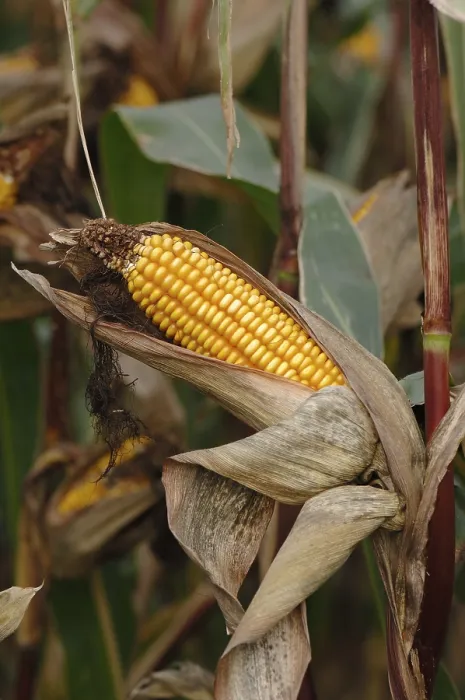 Impresión enmarcada : Cob de maíz Impresión enmarcada : Cob de maíz