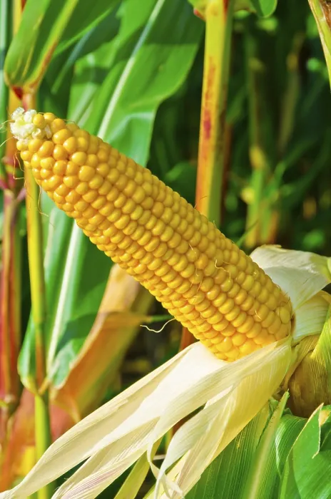 Impresión enmarcada : Elotes de maíz
