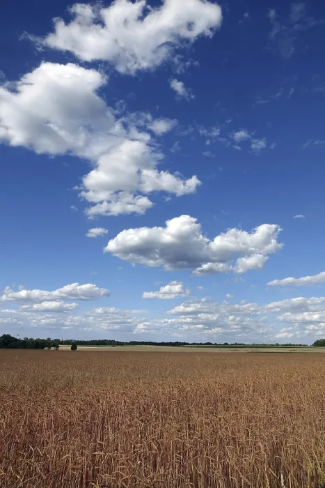 Impresión enmarcada : Pradera de maíz con nubes.