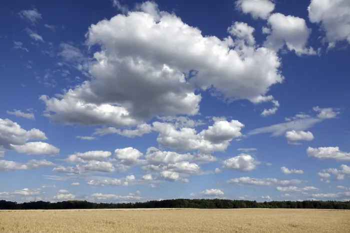 Impresión enmarcada : Campo de maíz con nubes.