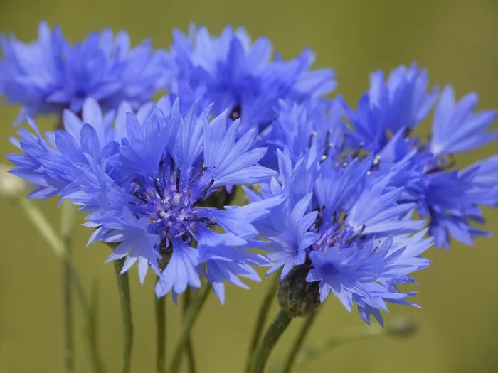 Impresión enmarcada : Cornflower